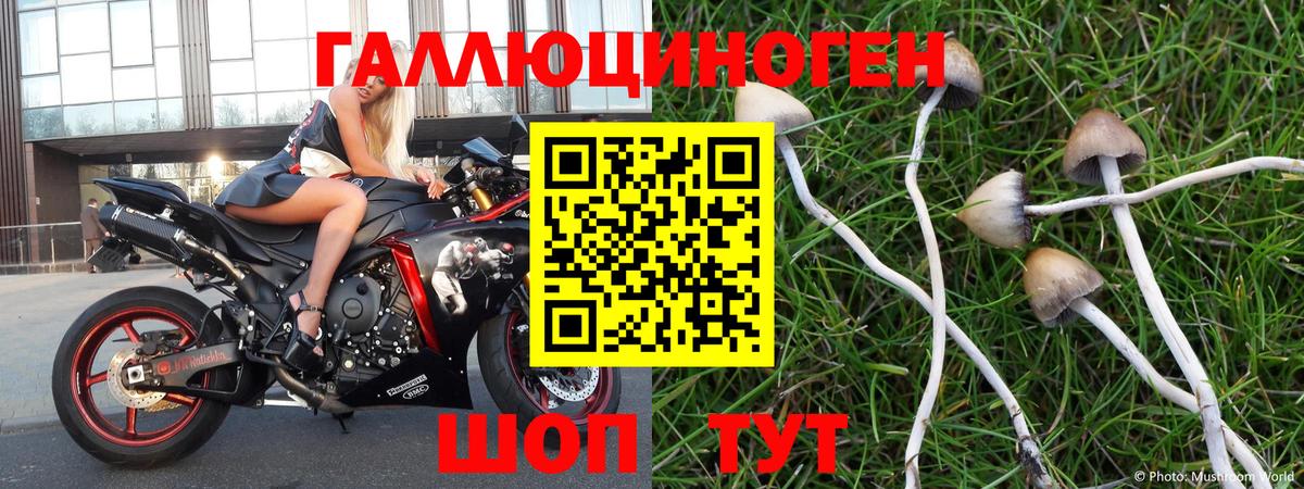 Артёмовский  Псилоцибиновые грибы прущие грибы  Вход с VPN 